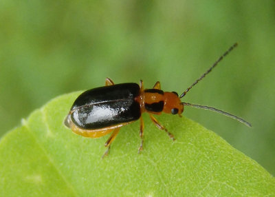 Phyllecthris gentilis; Leaf Beetle species