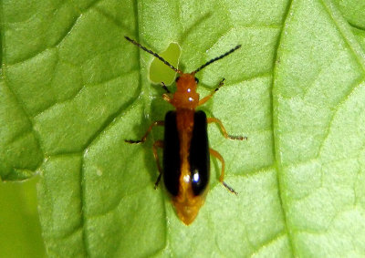 Phyllobrotica limbata; Leaf Beetle species