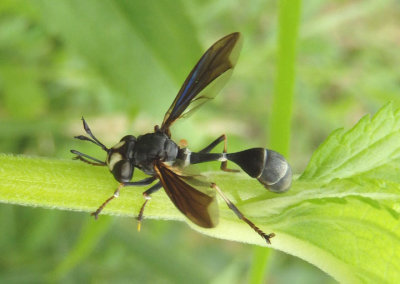 Physocephala tibialis; Thick-headed Fly species