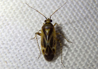 Plagiognathus Plant Bug species