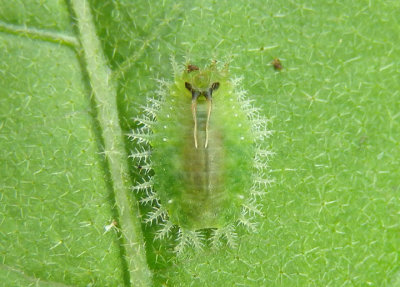 Plagiometriona clavata; Clavate Tortoise Beetle larva