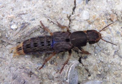 Platydracus maculosus; Large Rove Beetle species