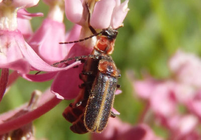 Polemius canadensis; Soldier Beetle species