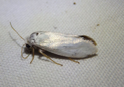 0197-0205 - Prodoxinae Yucca Moth species