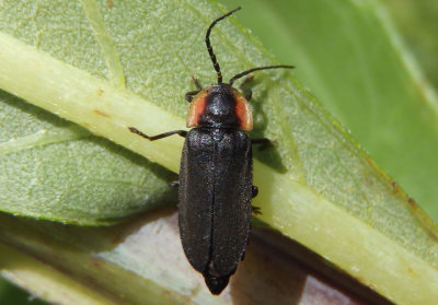Pyropyga decipiens; Firefly species
