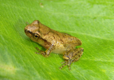 Spring Peeper