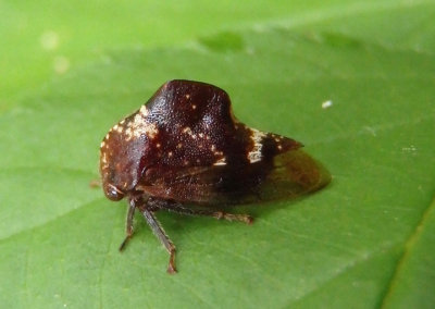Telamona compacta; Treehopper species