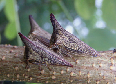 Thelia bimaculata; Locust Treehopper; females