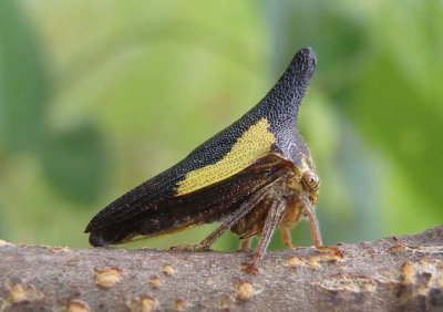 Thelia bimaculata; Locust Treehopper; male