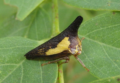 Treehoppers