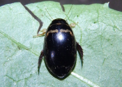 Thermonectus basillaris; Predaceous Diving Beetle species