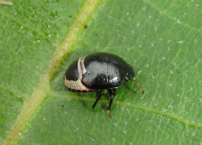Thyreocoridae Ebony Bug species nymph