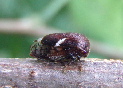 Vanduzea arquata; Black Locust Treehopper