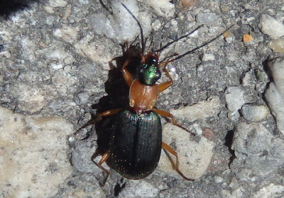 Agonum decorum; Ground Beetle species