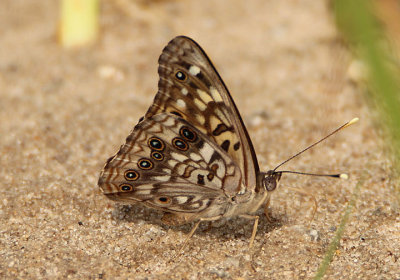 Asterocampa celtis; Hackberry Emperor