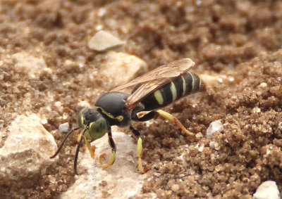 Bembecinus Sand Wasp species