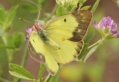 Colias philodice; Clouded Sulphur; female