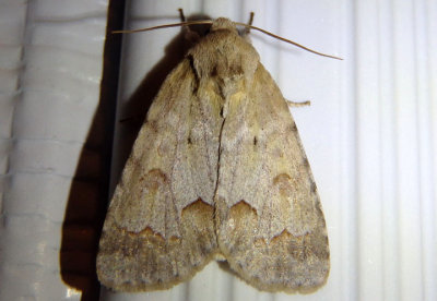 9208 - Acronicta betulae; Birch Dagger Moth