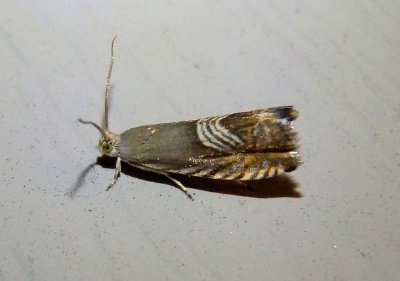 3443 - Grapholita tristrigana; Tortricid Moth species