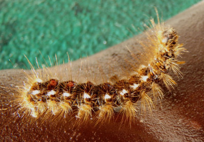 8320 - Euproctis chrysorrhoea; Browntail Moth caterpillar; exotic