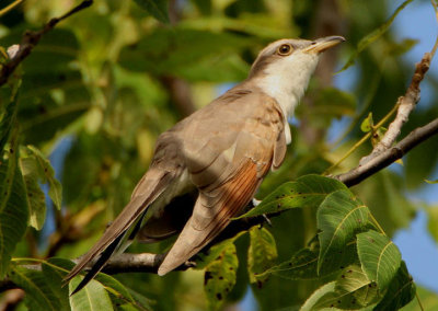 Yellow-billed Cuckoo