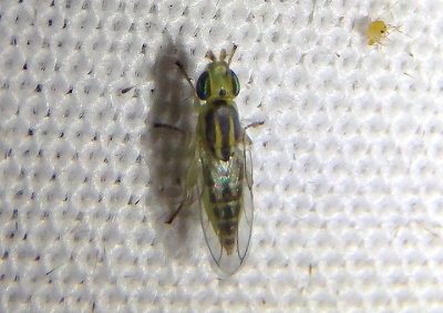 Meromyza Frit Fly species