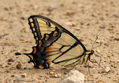 Papilio glaucus; Eastern Tiger Swallowtail