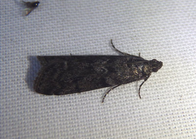 5829 - Pyla fusca; Pyralid Moth species