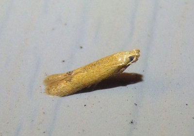 0144 - Tischeria quercitella; Oak Blotch Miner Moth