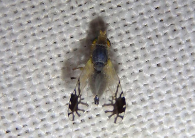 Trupanea actinobola; Fruit Fly species; female