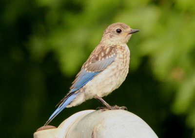 Eastern Bluebird; juvenile