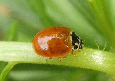 Cycloneda munda; Polished Lady Beetle