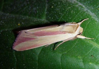 10218-10640 - Noctuidae; Hadeninae