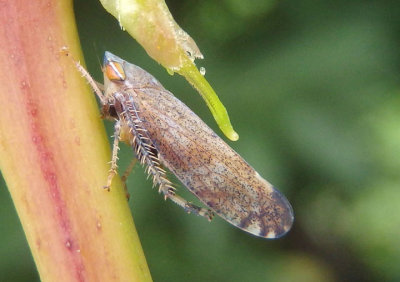 Fieberiella florii; Privet Leafhopper; exotic
