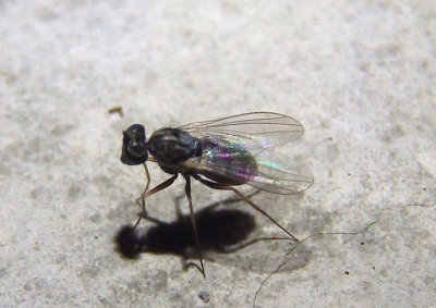 Medetera Long-legged Fly species