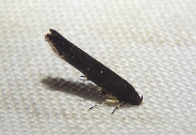 1623 - Perimede erransella; Cosmet Moth species