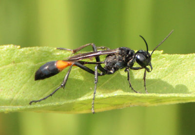 Thread-waisted Wasps
