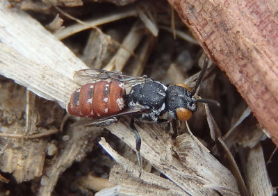 Holcopasites calliopsidis; Cuckoo Bee species