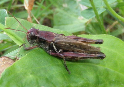 Melanoplus Spur-throated Grasshopper species