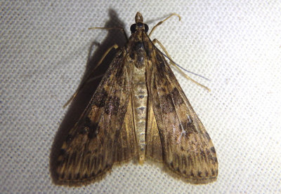 5156 - Nomophila nearctica; Lucerne Moth