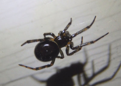 Steatoda borealis; Cobweb Spider species; female