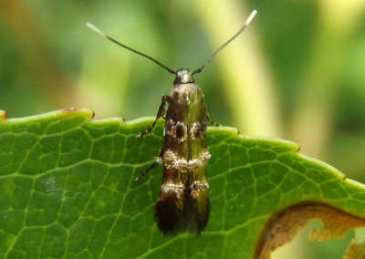 1609 - Stilbosis tesquella; Cosmet Moth species