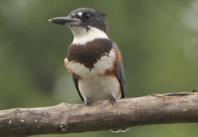 Belted Kingfisher; juvenile female