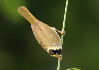 Common Yellowthroat; male 