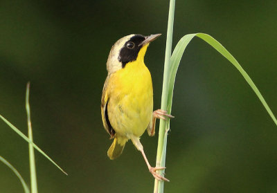 Common Yellowthroat; male 
