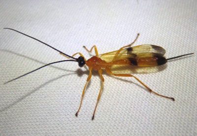 Acrotaphus wiltii; Ichneumon Wasp species