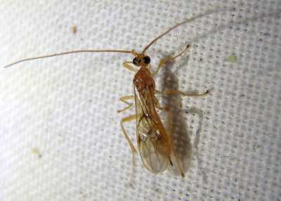 Aleiodes Mummy Wasp species; female