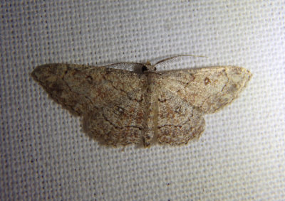 7140 - Cyclophora nanaria; Geometrid Moth species