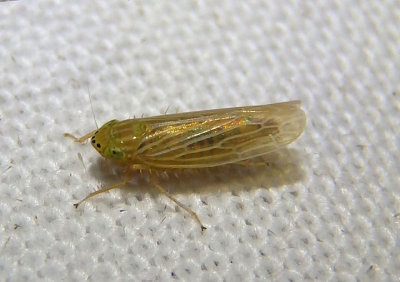 Graminella fitchii; Leafhopper species