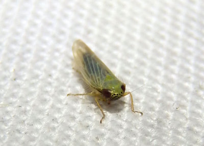 Graminella nigrifrons; Black-faced Leafhopper
